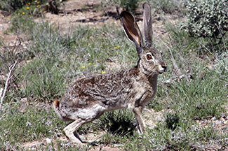 Lepus californicus asellus