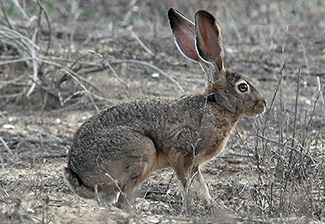 Lepus californicus bennettii
