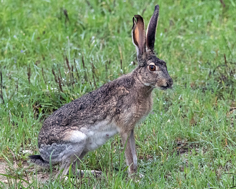 Lepus californicus californicus