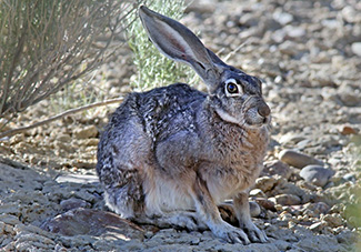 Lepus californicus deserticola