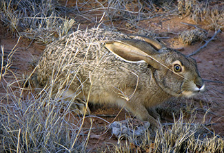 Lepus californicus eremicus