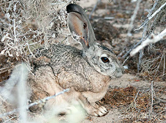 Lepus californicus magdalenae