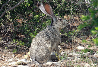 Lepus californicus melanotis