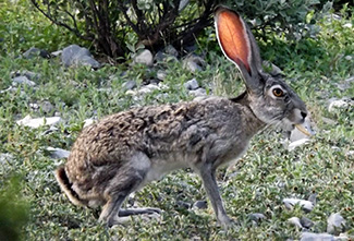 Lepus californicus merriami
