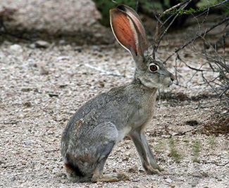 Lepus californicus texianus