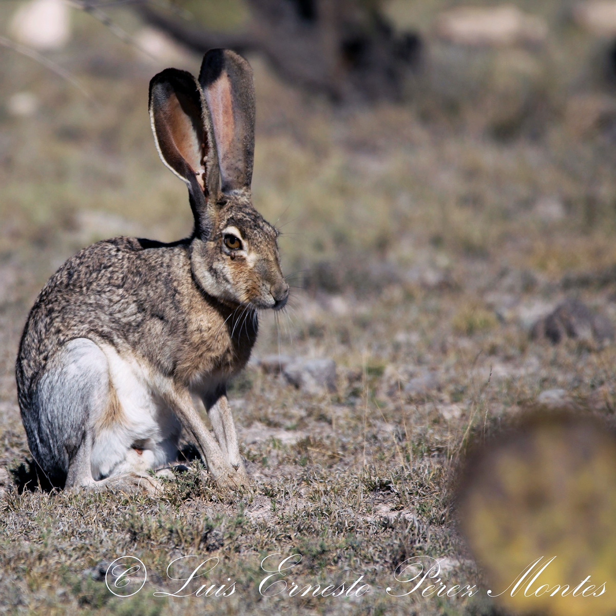 Белобокий заяц (Lepus callotis) Фото №3