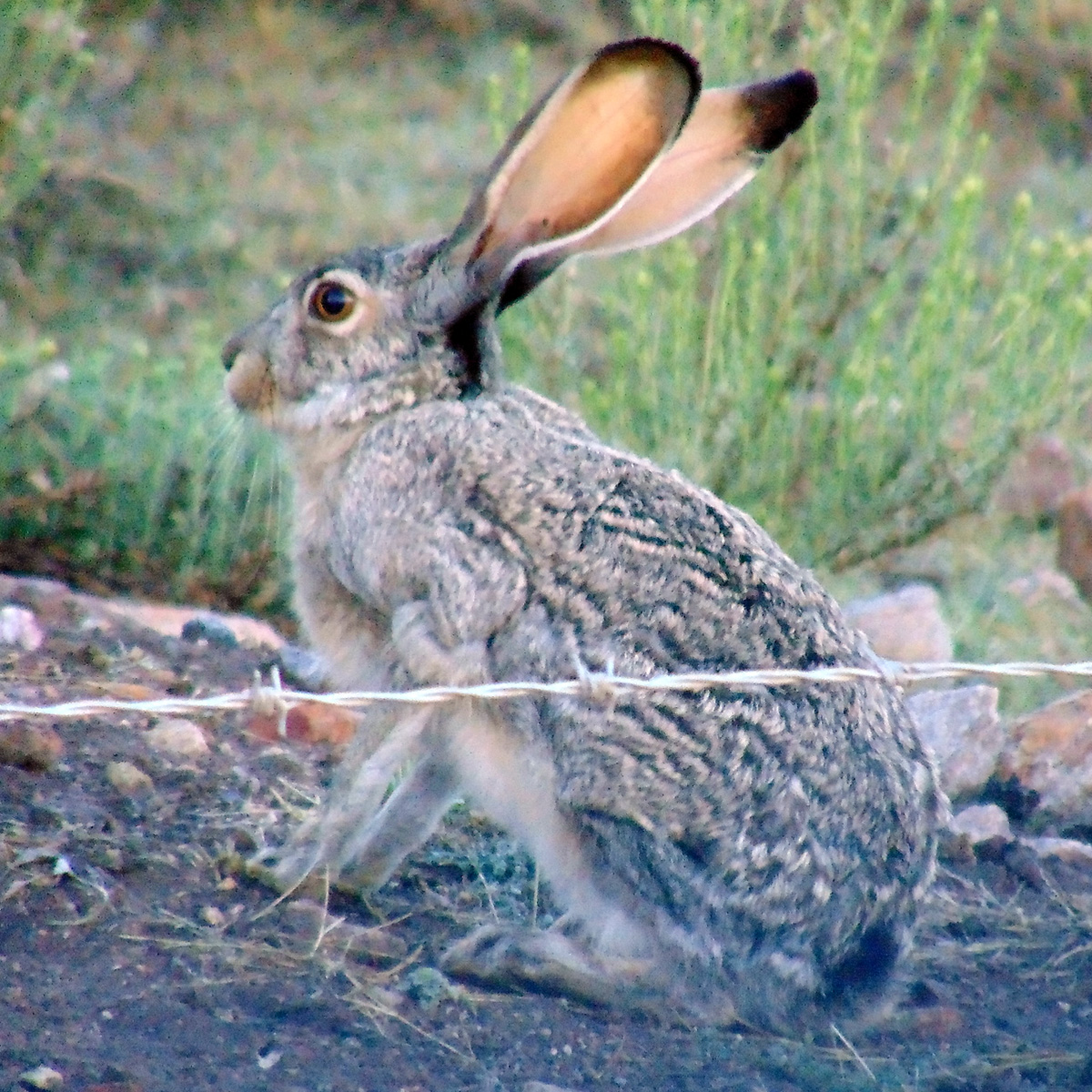 Белобокий заяц (Lepus callotis) Фото №7