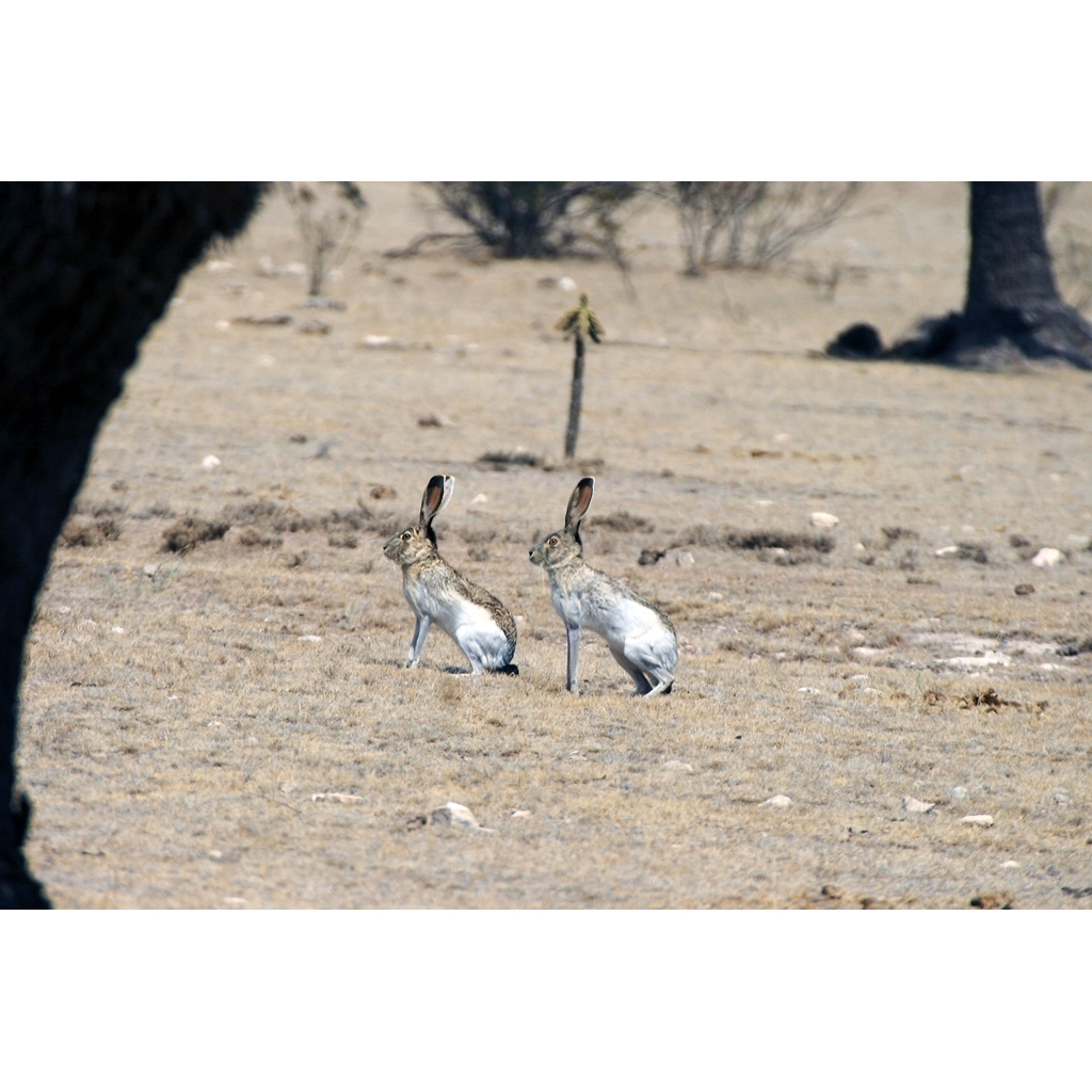Белобокий заяц (Lepus callotis) Фото №8