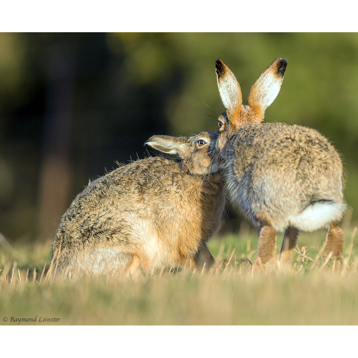 Капский заяц (Lepus capensis) Фото №7