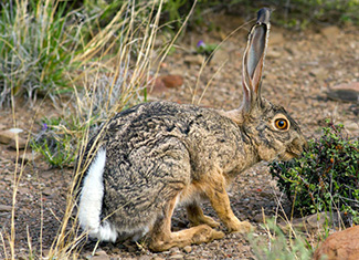 Lepus capensis capensis