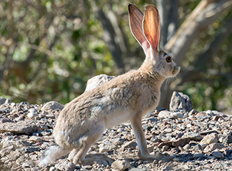 Lepus capensis sinaiticus