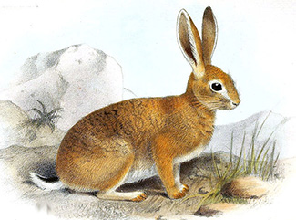 Lepus capensis whitakeri
