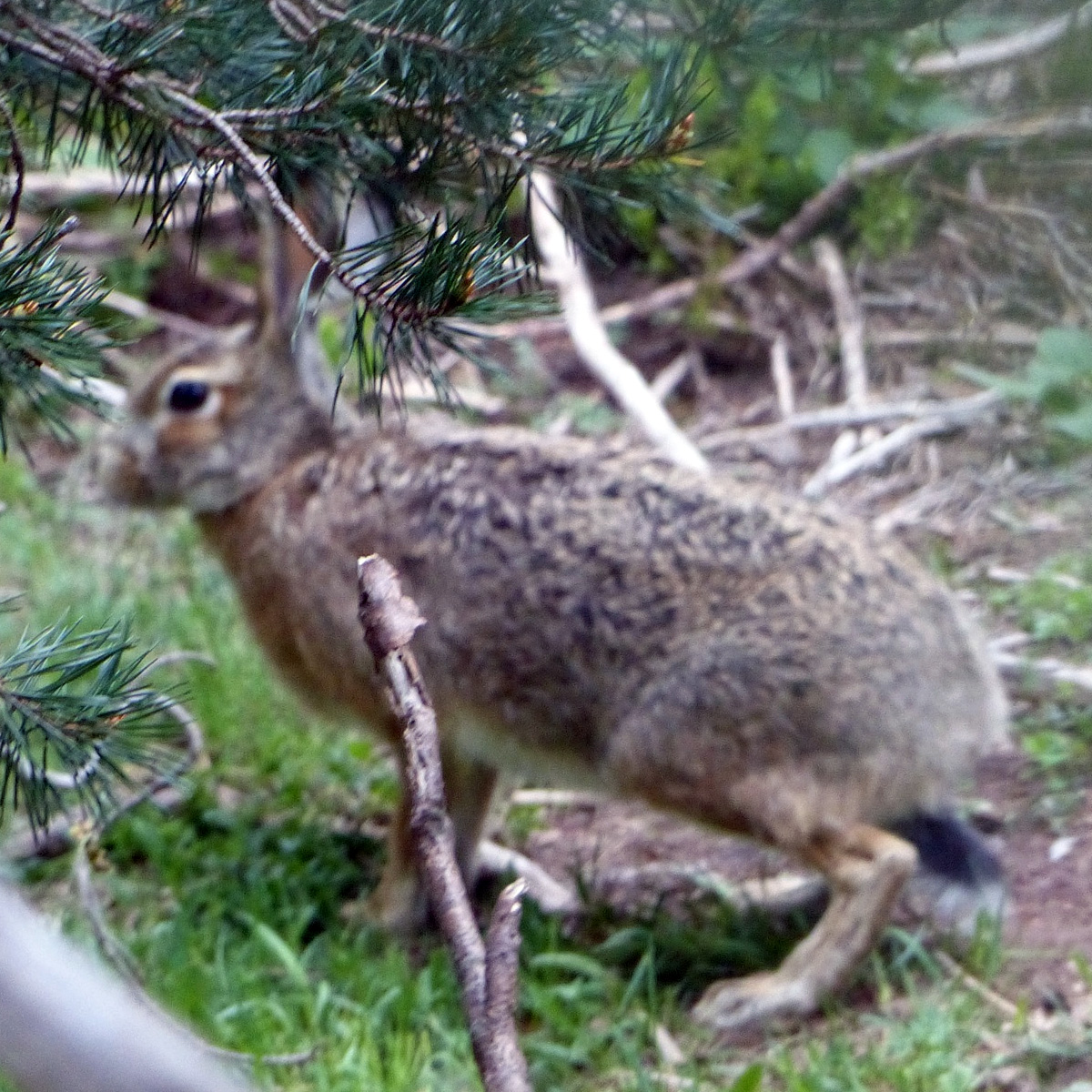 Ракитниковый заяц (Lepus castroviejoi) Фото №2