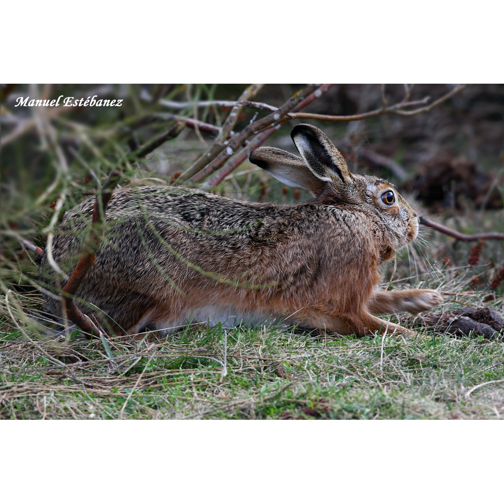 Ракитниковый заяц (Lepus castroviejoi) Фото №3