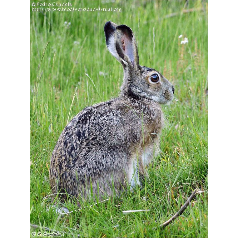 Ракитниковый заяц (Lepus castroviejoi) Фото №4