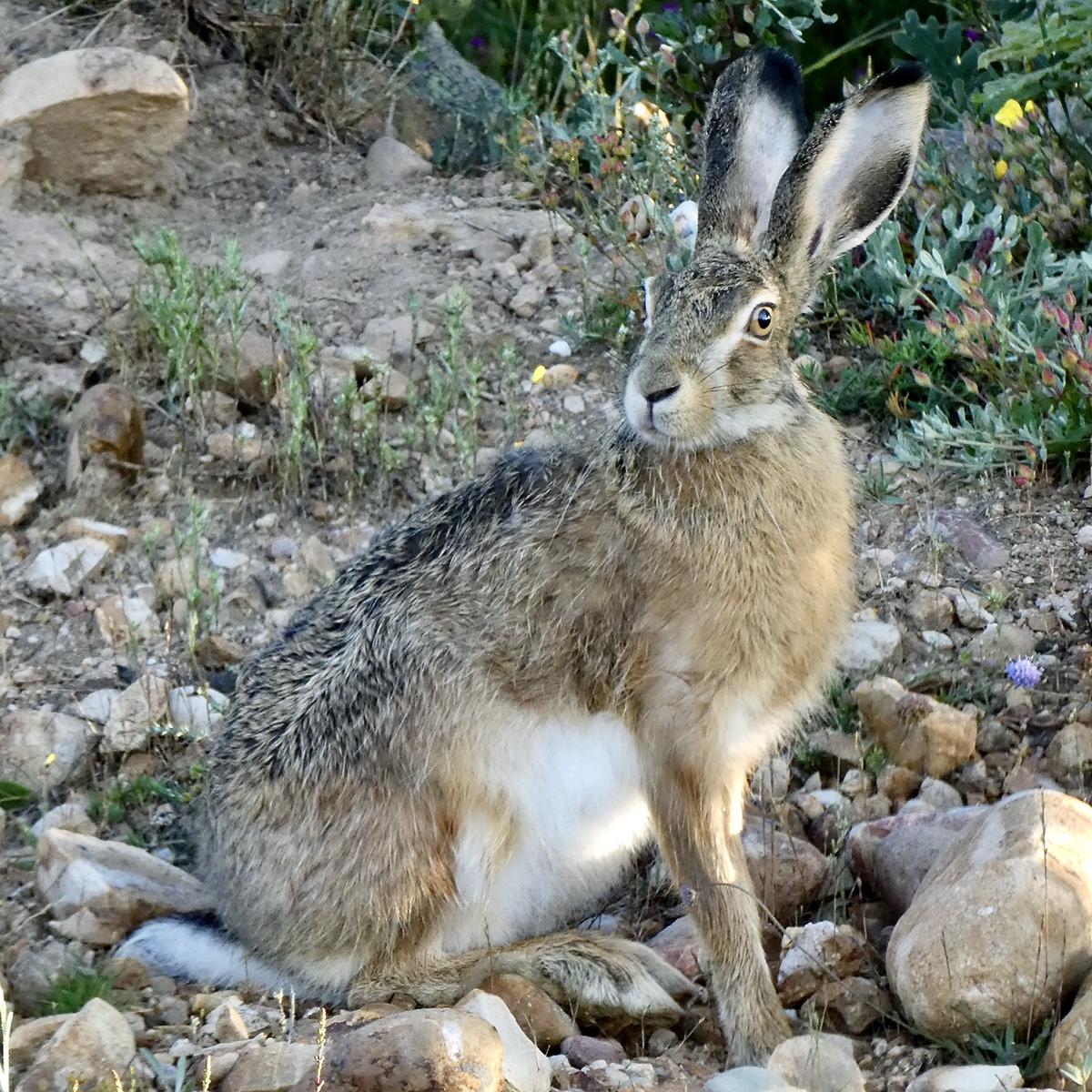 Ракитниковый заяц (Lepus castroviejoi) Фото №8