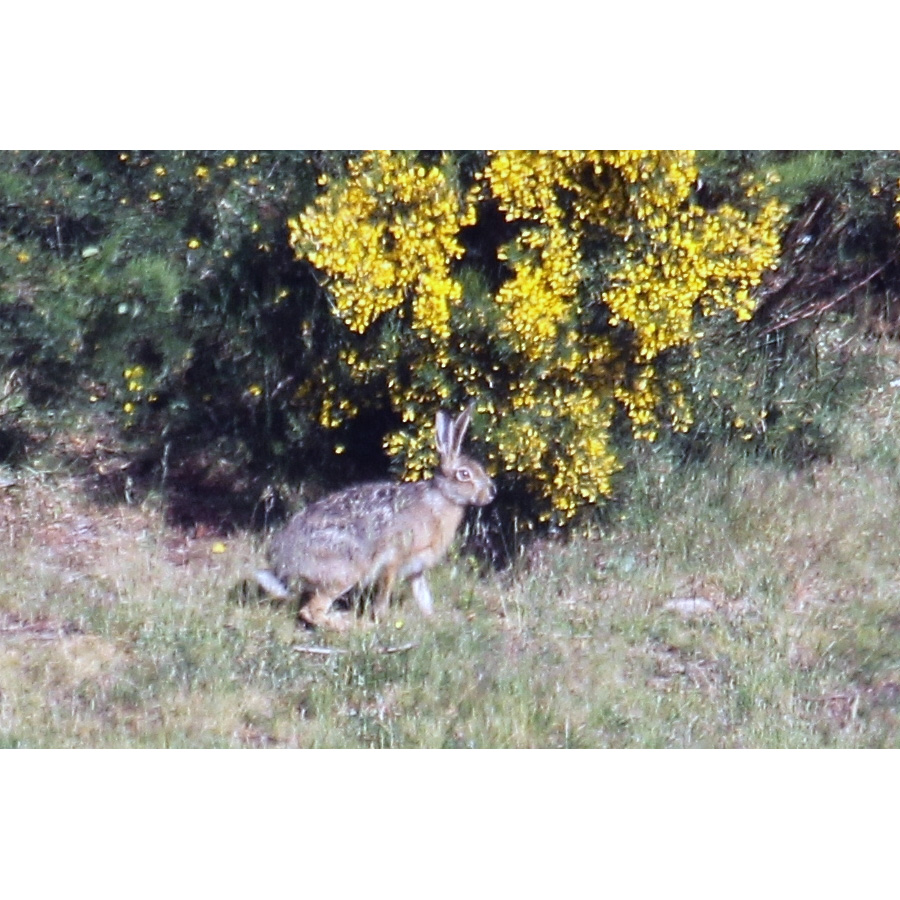 Ракитниковый заяц (Lepus castroviejoi) Фото №9