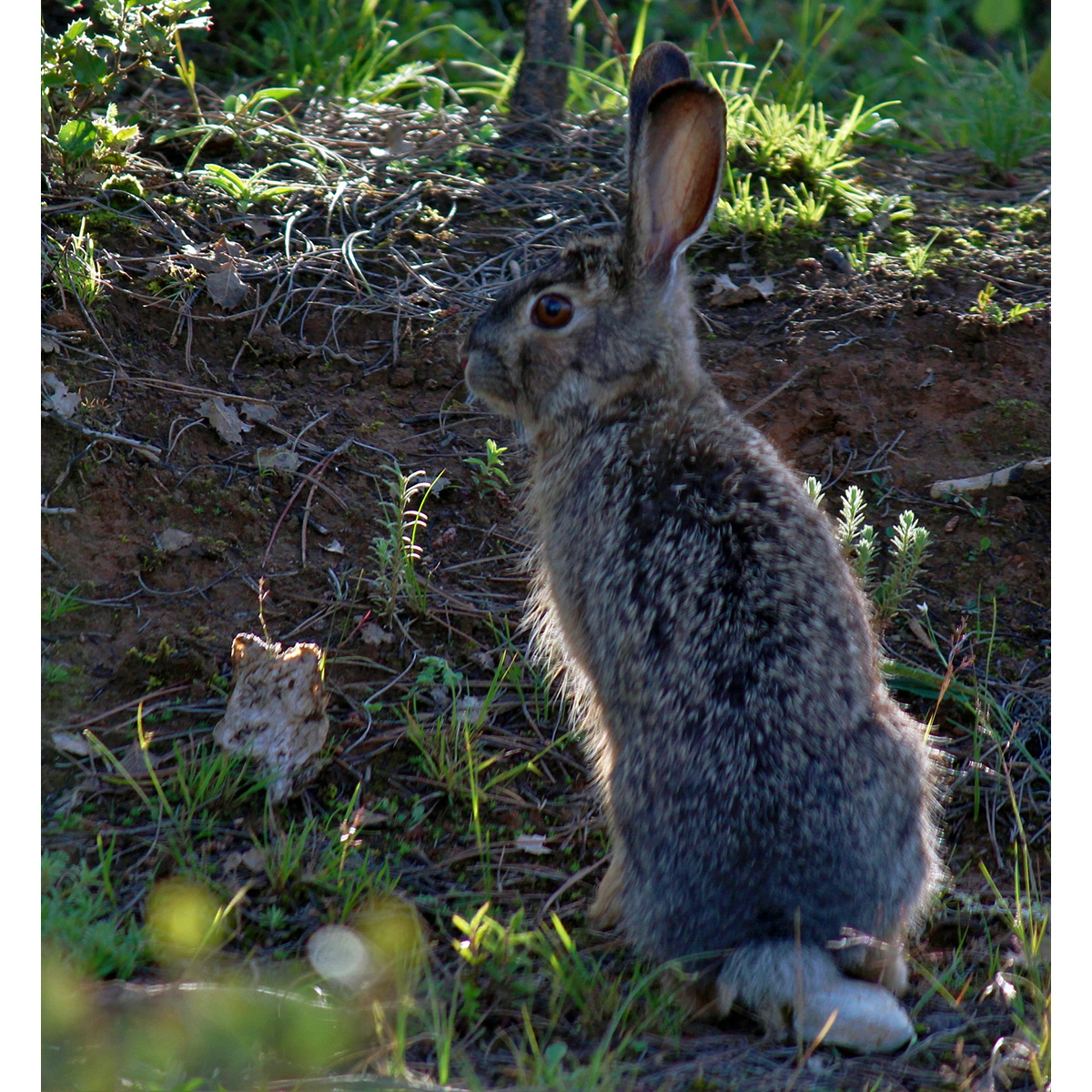 Юньнаньский заяц (Lepus comus) Фото №2
