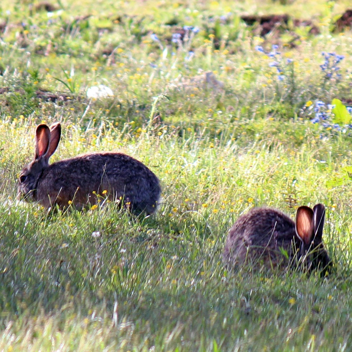 Юньнаньский заяц (Lepus comus) Фото №3