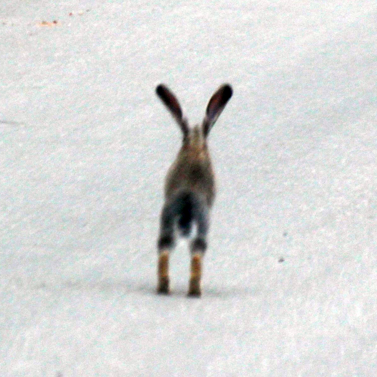 Юньнаньский заяц (Lepus comus) Фото №5