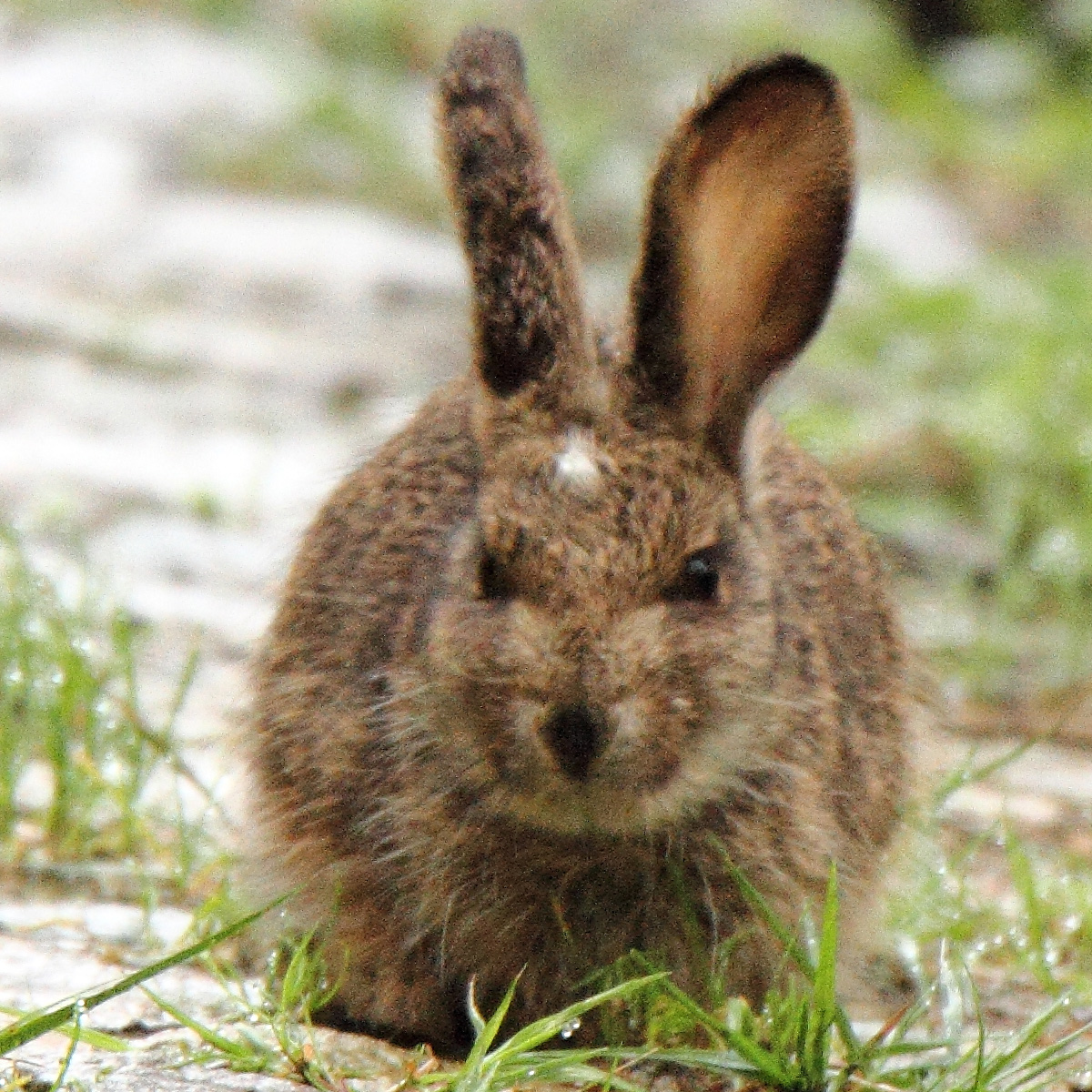 Юньнаньский заяц (Lepus comus) Фото №6