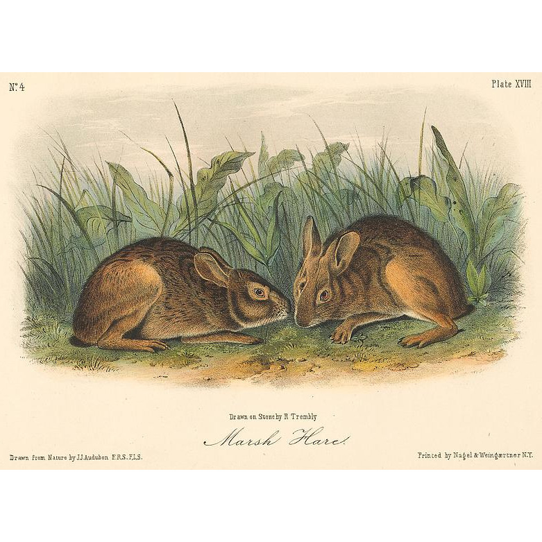 Юньнаньский заяц (Lepus comus) Фото №7