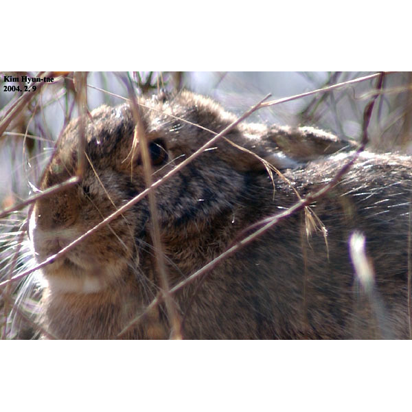 Корейский заяц (Lepus coreanus) Фото №10