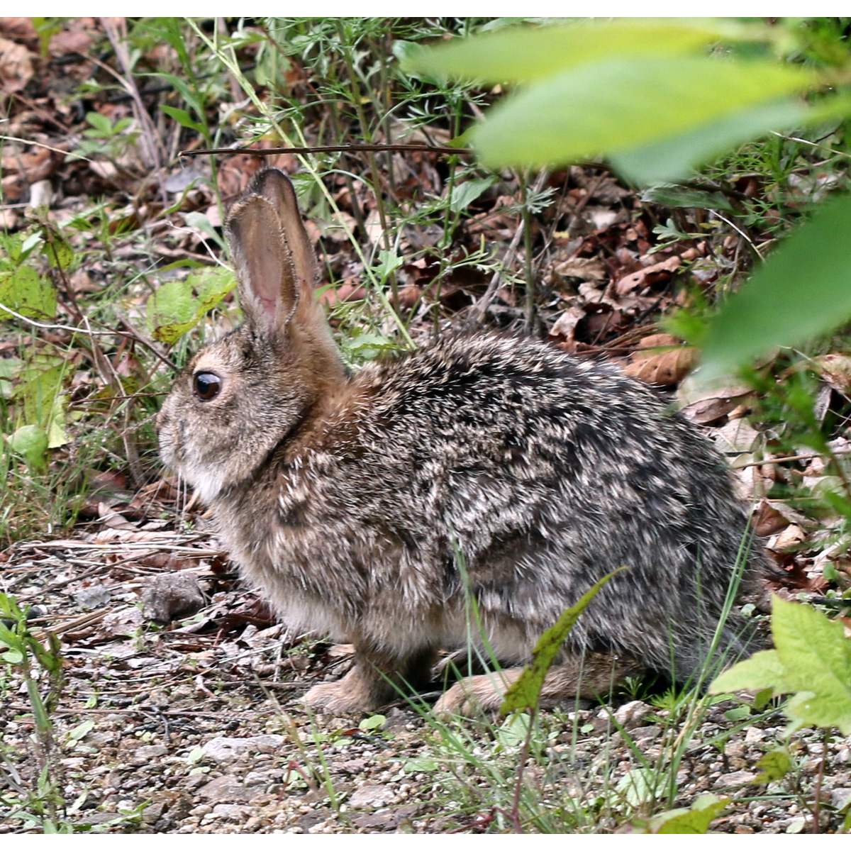 Корейский заяц (Lepus coreanus) Фото №2
