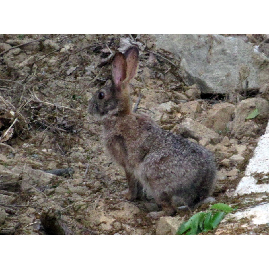 Корейский заяц (Lepus coreanus) Фото №4