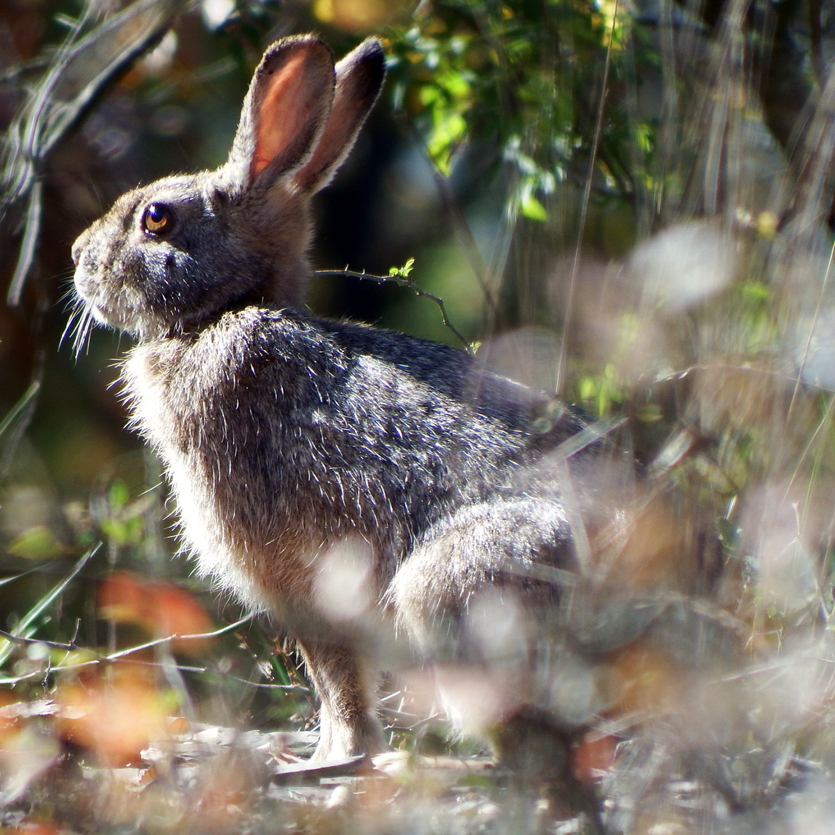 Корейский заяц (Lepus coreanus) Фото №5