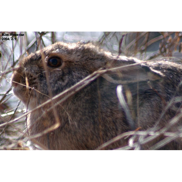 Корейский заяц (Lepus coreanus) Фото №9