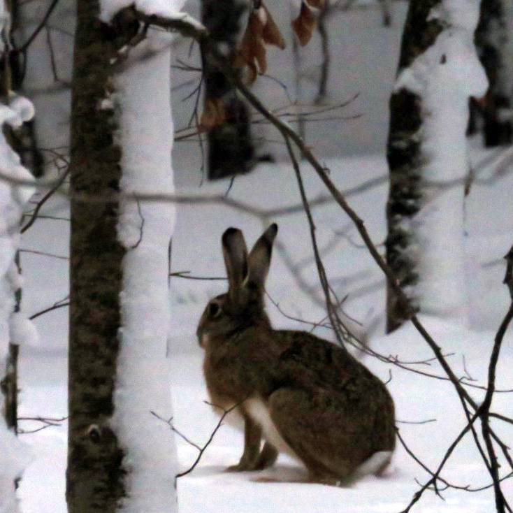 Корсиканский заяц (Lepus corsicanus) Фото №4