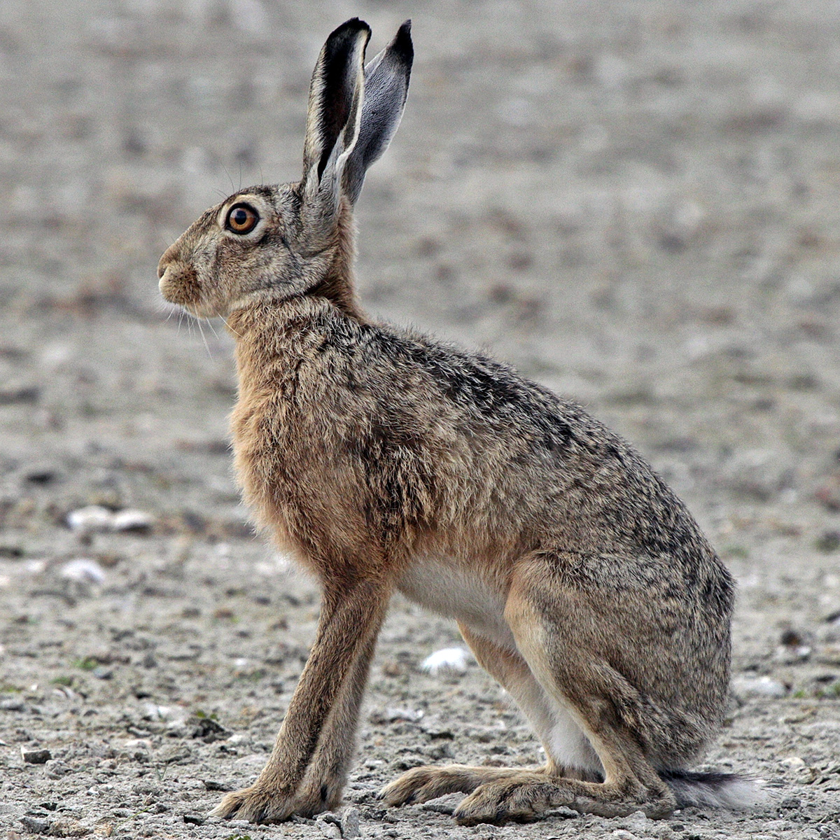 Заяц-русак (Lepus europaeus) Фото №2