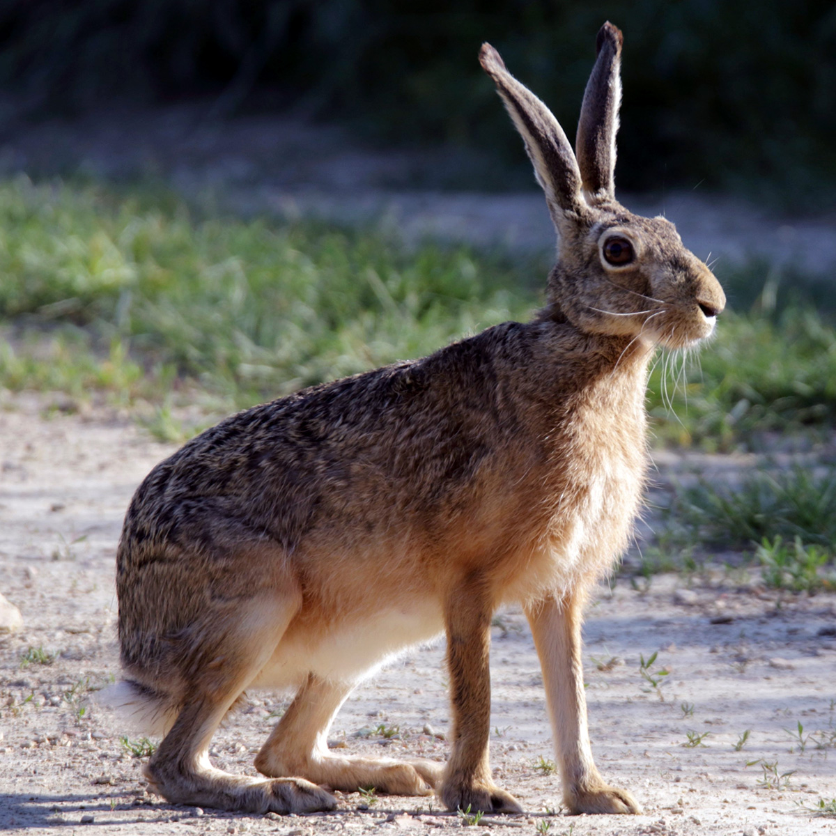 Заяц-русак (Lepus europaeus) Фото №3
