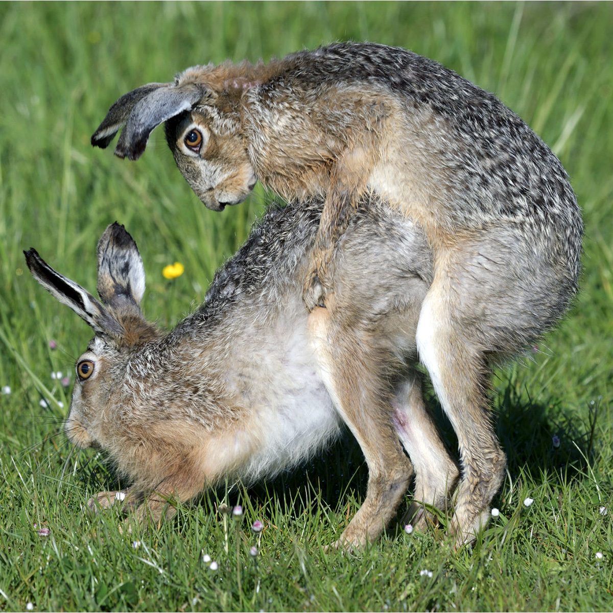 Заяц-русак (Lepus europaeus) Фото №7