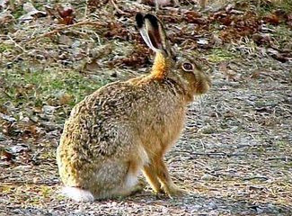 Lepus europaeus cyprius