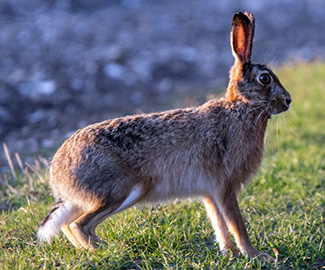 Lepus europaeus europaeus