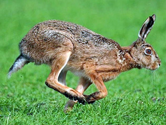 Lepus europaeus occidentalis