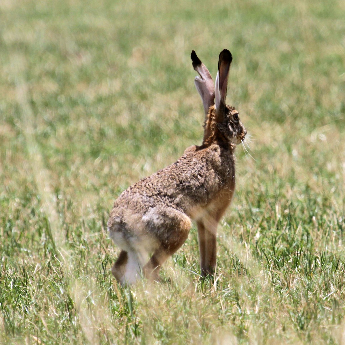 Эфиопский заяц (Lepus fagani) Фото №4