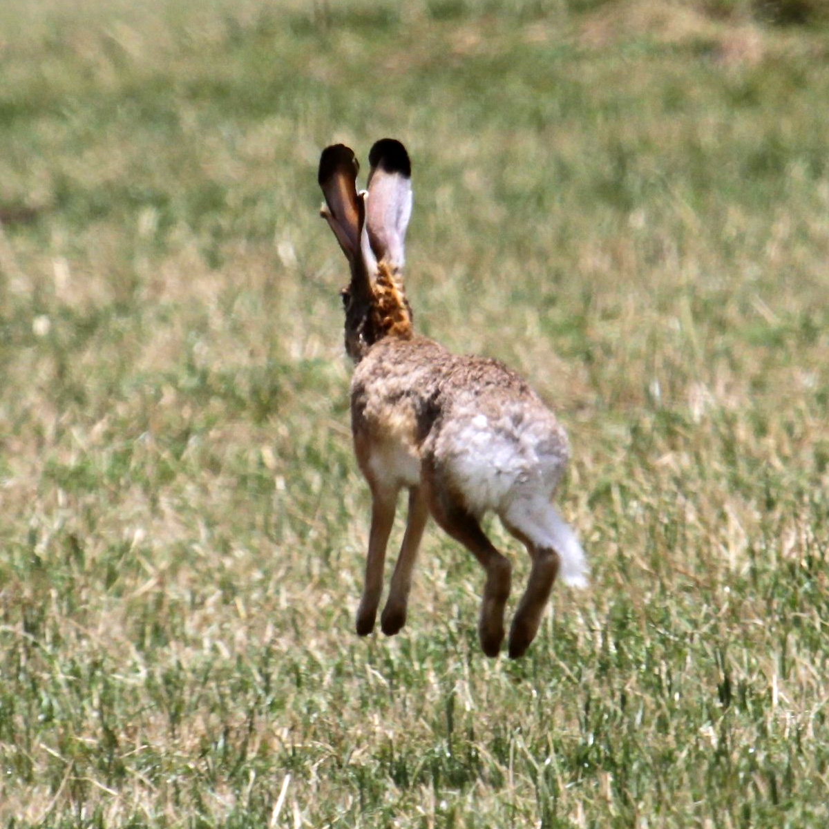 Эфиопский заяц (Lepus fagani) Фото №6