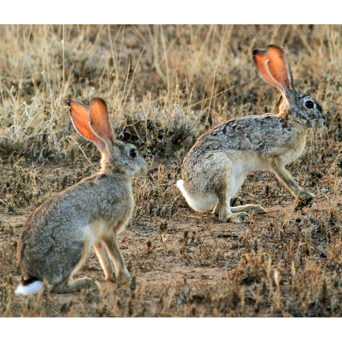 Эфиопский заяц (Lepus fagani) Фото №9