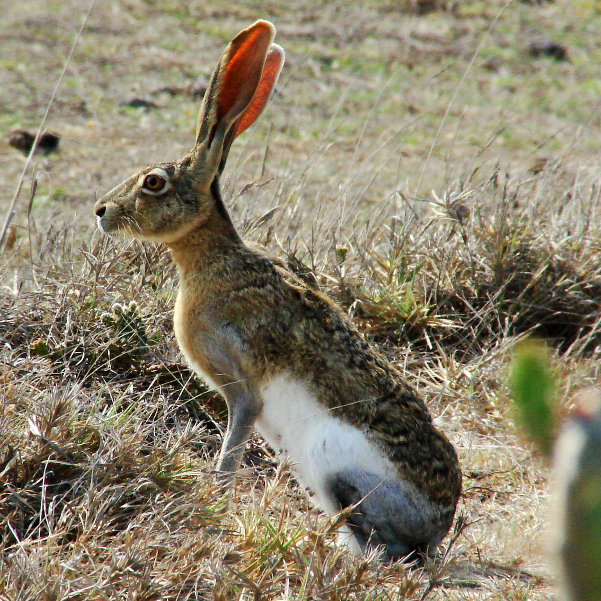 Желтоватый заяц (Lepus flavigularis) Фото №2
