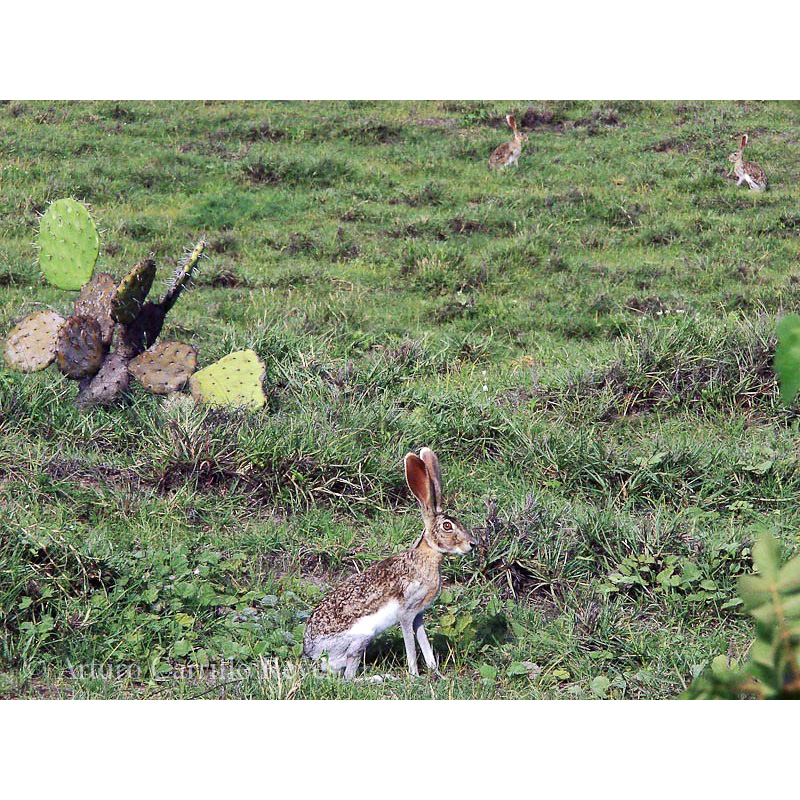 Желтоватый заяц (Lepus flavigularis) Фото №3