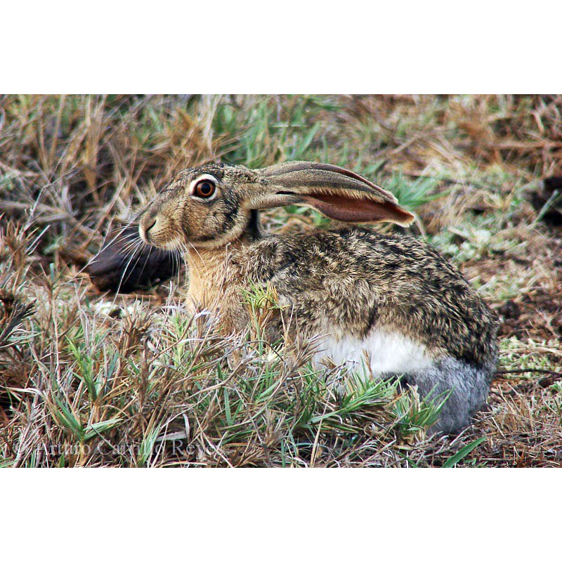 Желтоватый заяц (Lepus flavigularis) Фото №5