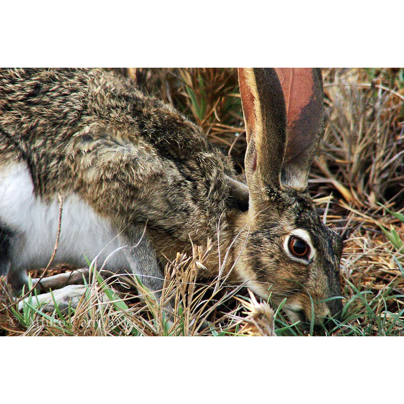 Желтоватый заяц (Lepus flavigularis) Фото №6