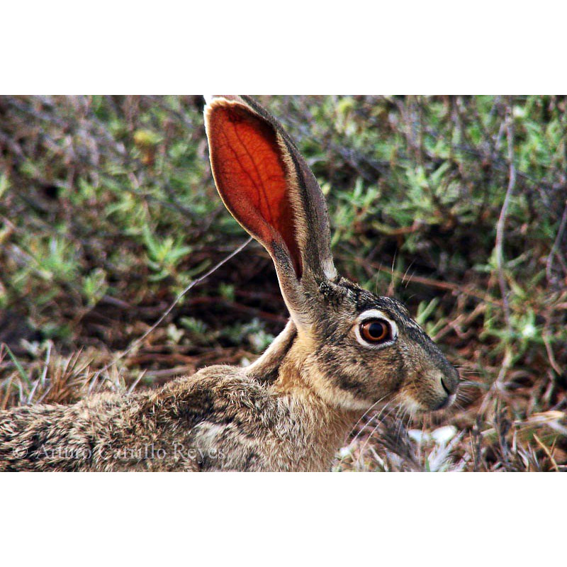 Желтоватый заяц (Lepus flavigularis) Фото №7