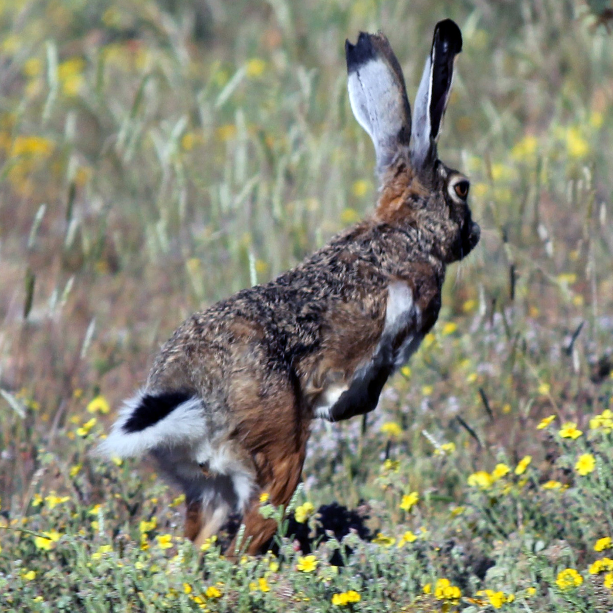 Иберийский заяц (Lepus granatensis) Фото №6