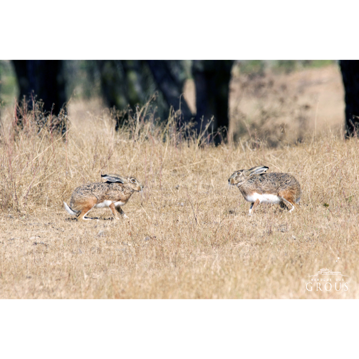 Иберийский заяц (Lepus granatensis) Фото №7