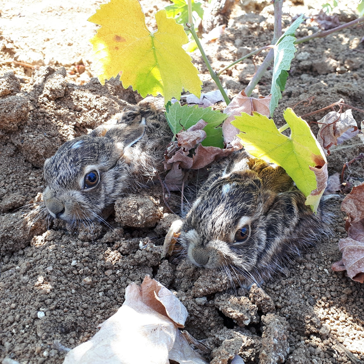 Иберийский заяц (Lepus granatensis) Фото №8
