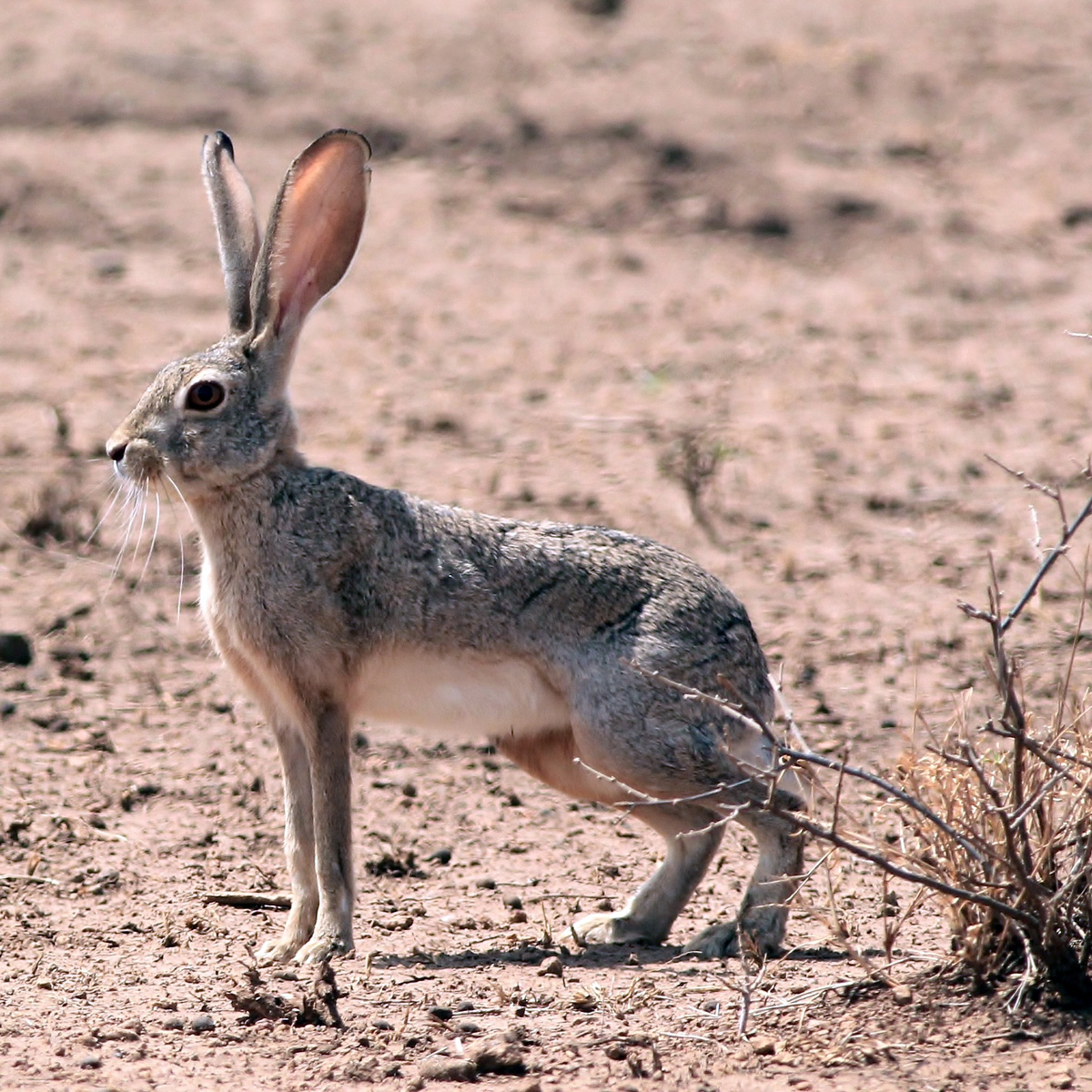 Абиссинский заяц (Lepus habessinicus) Фото №2